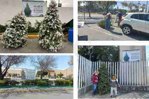 Si tu arbolito de Navidad cumplió su misión; puedes llevarlo a centros de recolección en Metepec